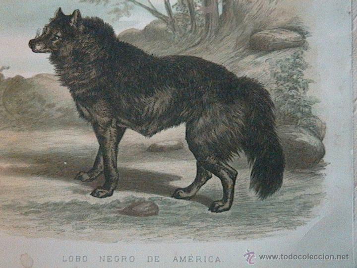 Arte: lobos ib&eacute;ricos canis lupus - Foto 4