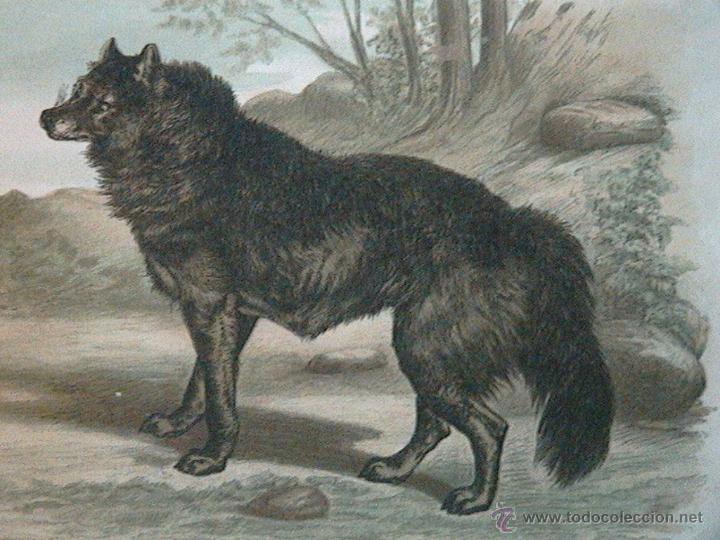 Arte: lobos ib&eacute;ricos canis lupus - Foto 5