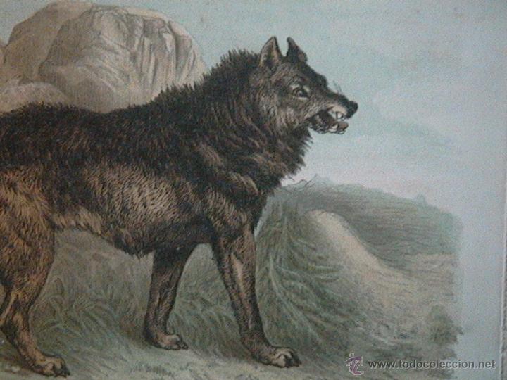 Arte: lobos ib&eacute;ricos canis lupus - Foto 6