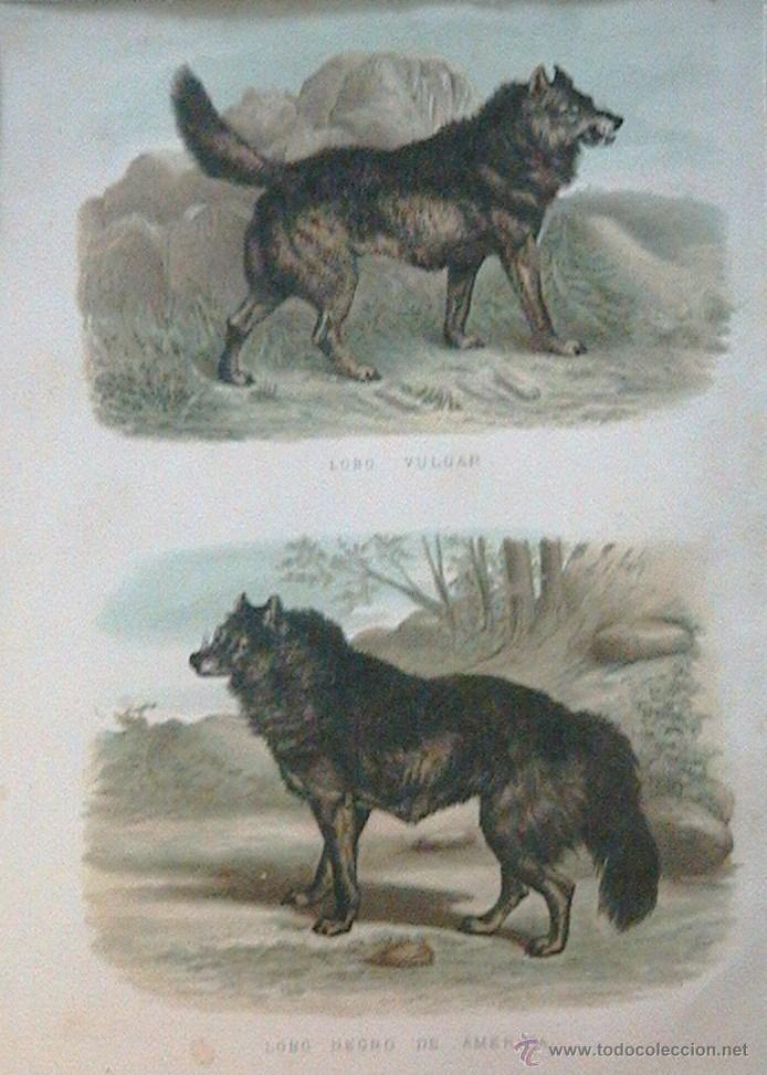 Arte: lobos ib&eacute;ricos canis lupus - Foto 7