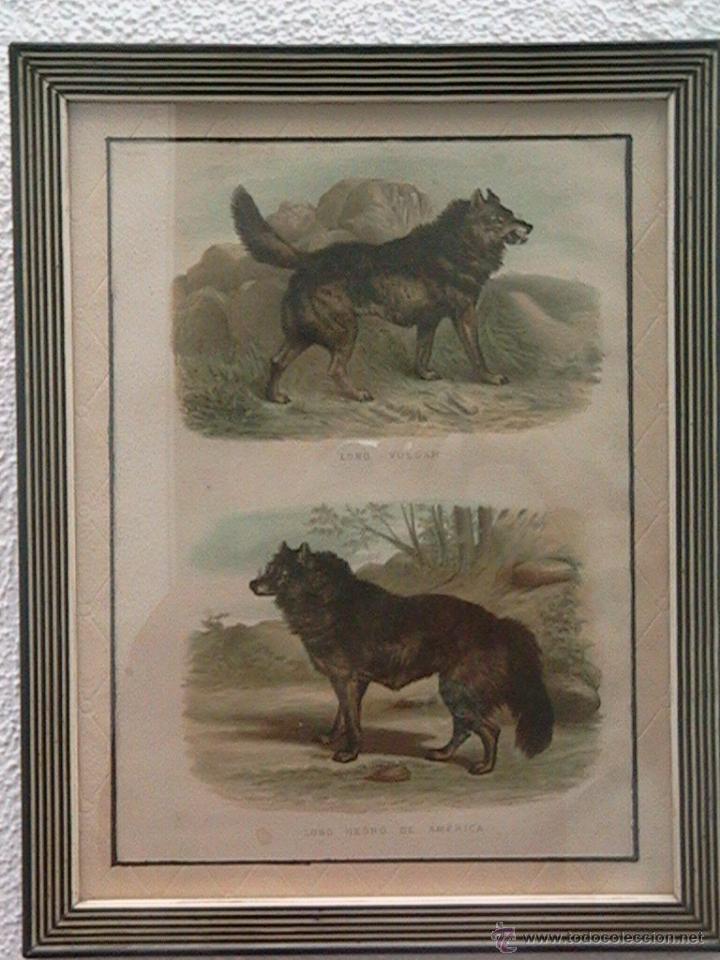 Arte: lobos ib&eacute;ricos canis lupus - Foto 8