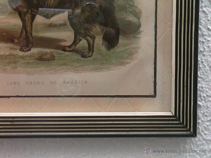 Arte: lobos ib&eacute;ricos canis lupus - Foto 10