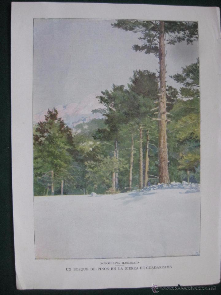 Art: BLANCO Y NEGRO- FOTOGRAFIA UN BOSQUE DE PINOS SIERRA GUADARRAMA -ILUSTRACION REVISTA