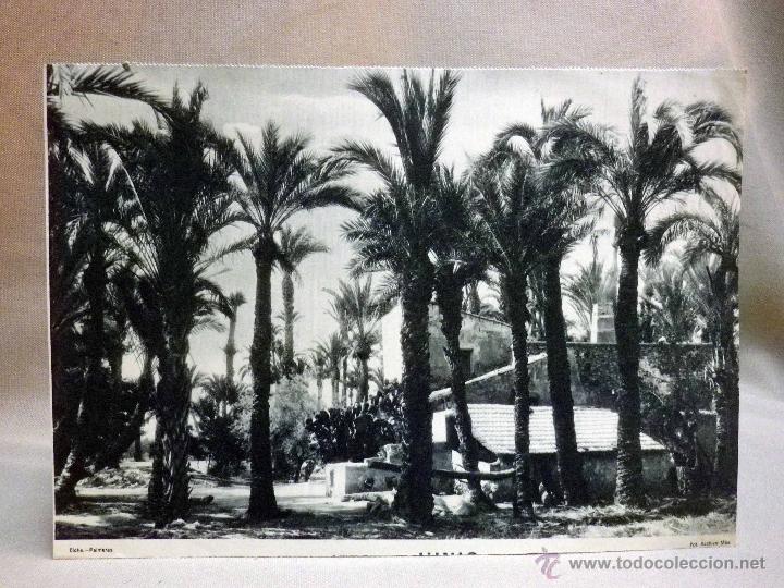Art: ANTIGUA LAMINA, ELCHE, PALMERAS, 29,5 x 20,5 cm. DE ALMANAQUE,1940s
