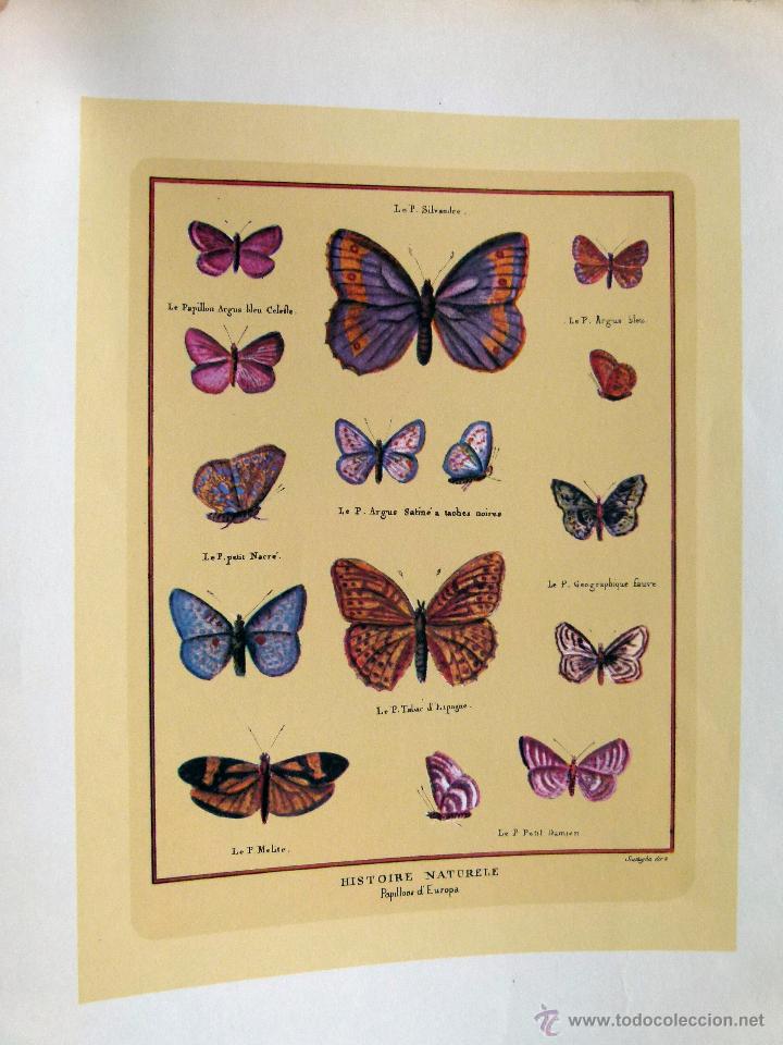 Arte: 2 l&aacute;minas viejas de mariposas - Foto 2
