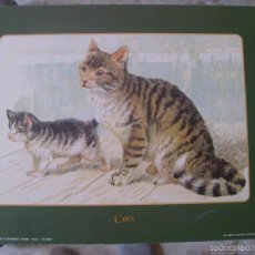 Arte: GATOS ( CATS ) - LAMINA - MEDIDAS 30 X 23,5. Lote 57441900
