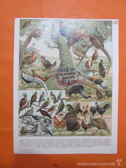 Art: LAMINA - LAS AVES