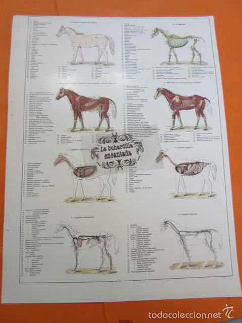 Arte: LAMINA - EL CABALLO - Foto 2
