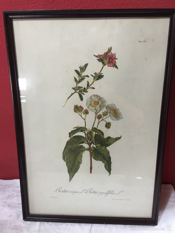Art: Grabado floral antiguo