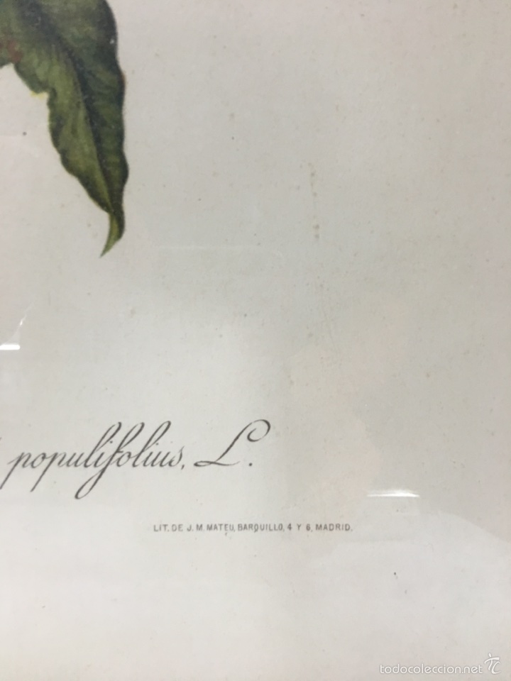 Arte: Grabado floral antiguo - Foto 2