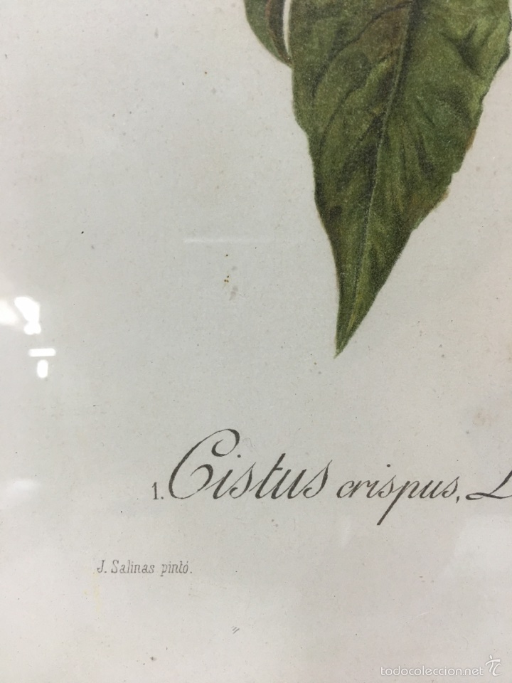 Arte: Grabado floral antiguo - Foto 3