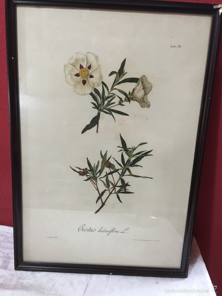 Art: Lamina pintada floral antigua