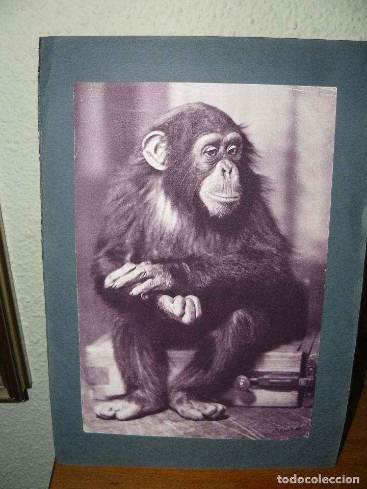 Arte: lamina antigua - orangutan.
