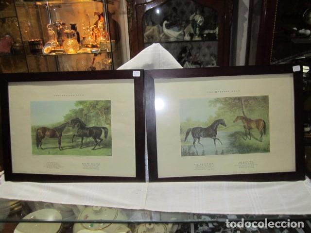 Kunst: Pareja de l&aacute;minas de caballos, enmarcadas. The British stud. Marco: 49 x 37 cms. L&aacute;mina: 43 x 30,5 c