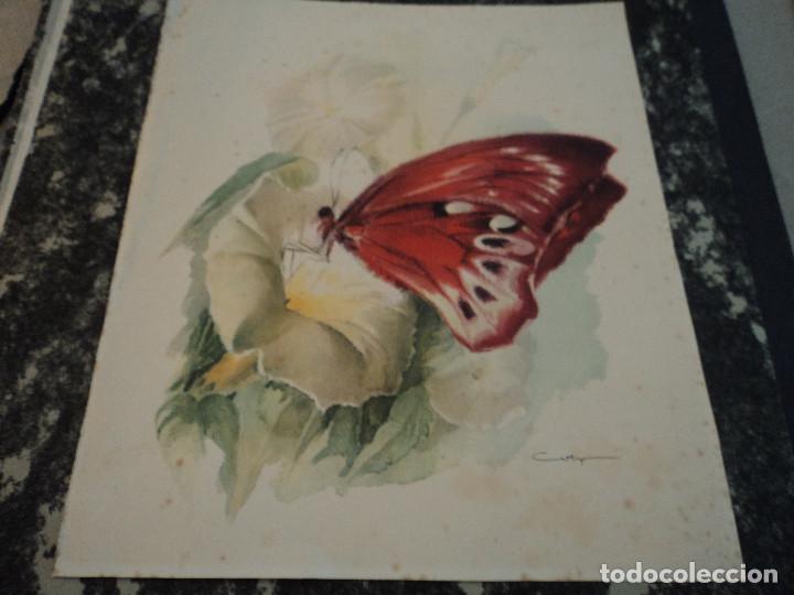 Art: lamina de mariposa coty 34 x 29 cm