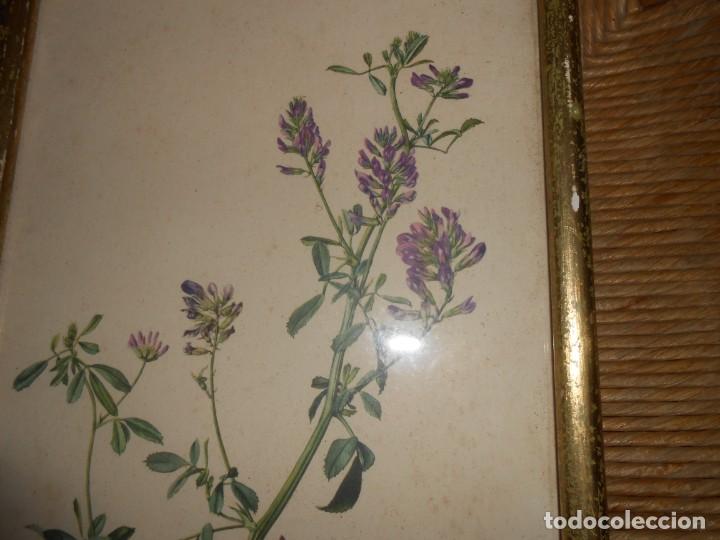Arte: LUCERNE . Medicago Sativa - Foto 1