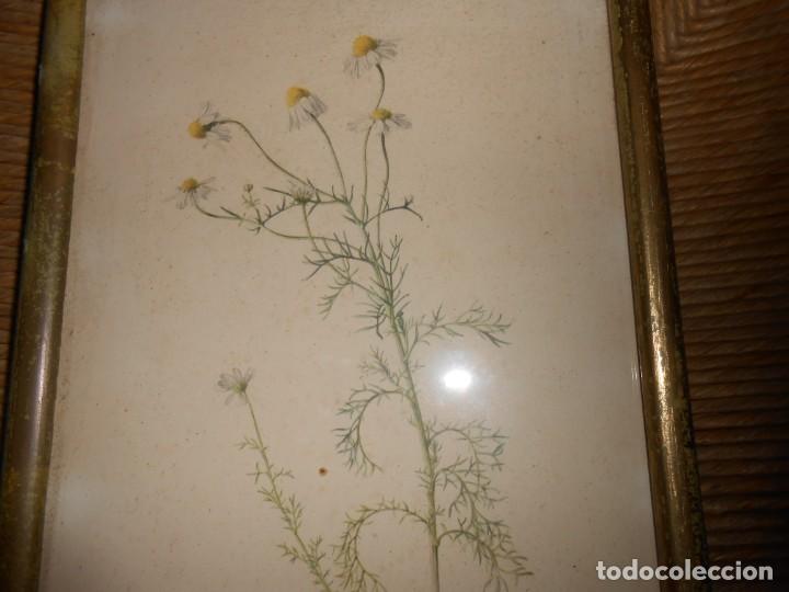 Arte: ECHTE KAMILLE-Matricaria Chamomilla - Foto 1