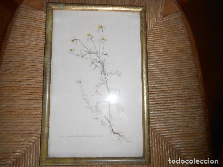 Arte: ECHTE KAMILLE-Matricaria Chamomilla - Foto 2