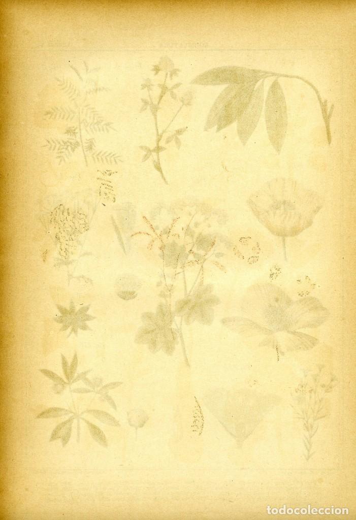 láminas de botánica aquilea. cuadros láminas pl - Compra venta en  todocoleccion