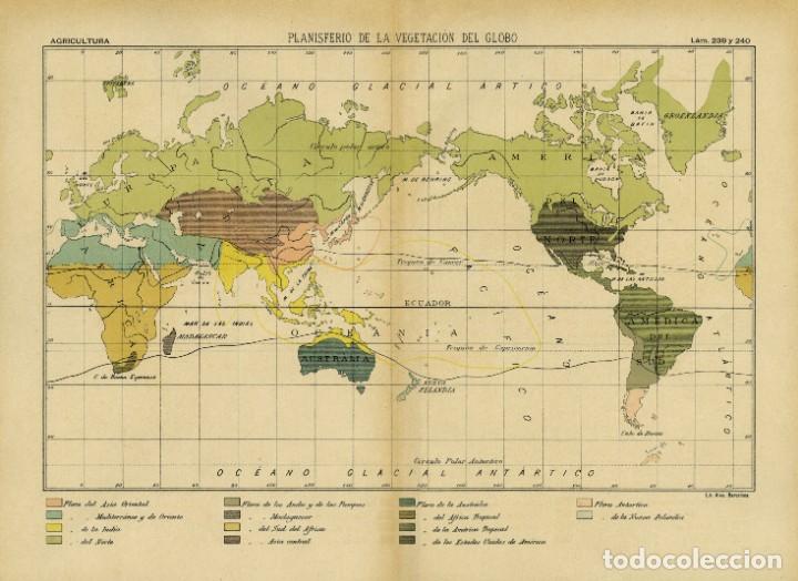Arte: ANTIGUO MAPA DEL PLANISFERIO DE LA VEGETACI&Oacute;N EN EL GLOBO - Foto 2
