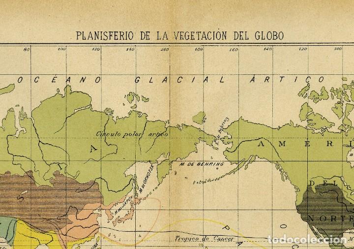 Arte: ANTIGUO MAPA DEL PLANISFERIO DE LA VEGETACI&Oacute;N EN EL GLOBO - Foto 3