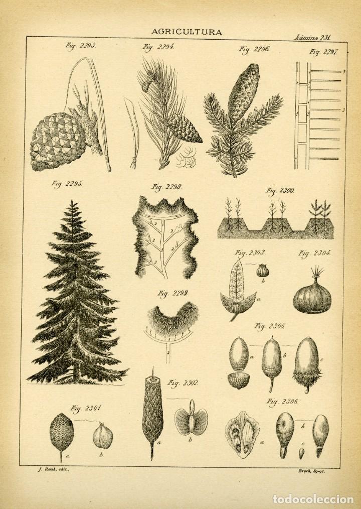 Agricultura Lámina 231 Litografía Original Si Comprar Láminas