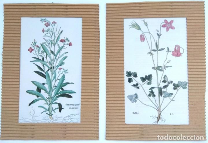 láminas botánica 299/505. cuadros plantas decor - Compra venta en  todocoleccion