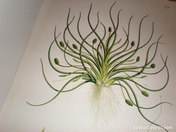 Art: Carpeta 10 l&aacute;minas  Real jard&iacute;n bot&aacute;nico 2008 Bicentenario Jos&eacute; Celestino  1732 1808 50 X 35 cm.