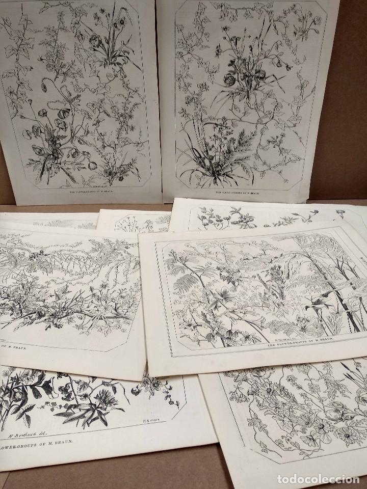 Arte: The flower groups de M. Braun The art Union 1847, lote 9 planchas