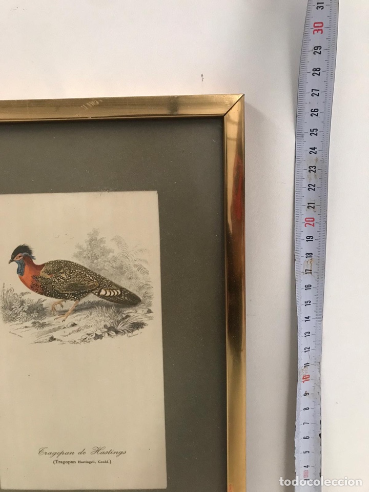 Arte: Cuadro lamina tragopan - Foto 2