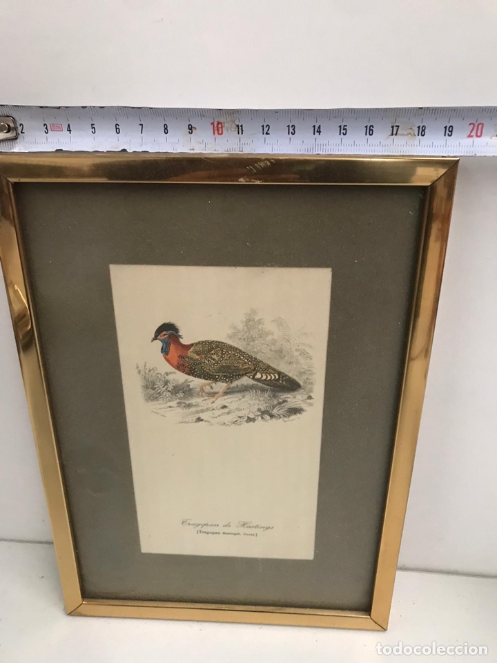 Arte: Cuadro lamina tragopan - Foto 3