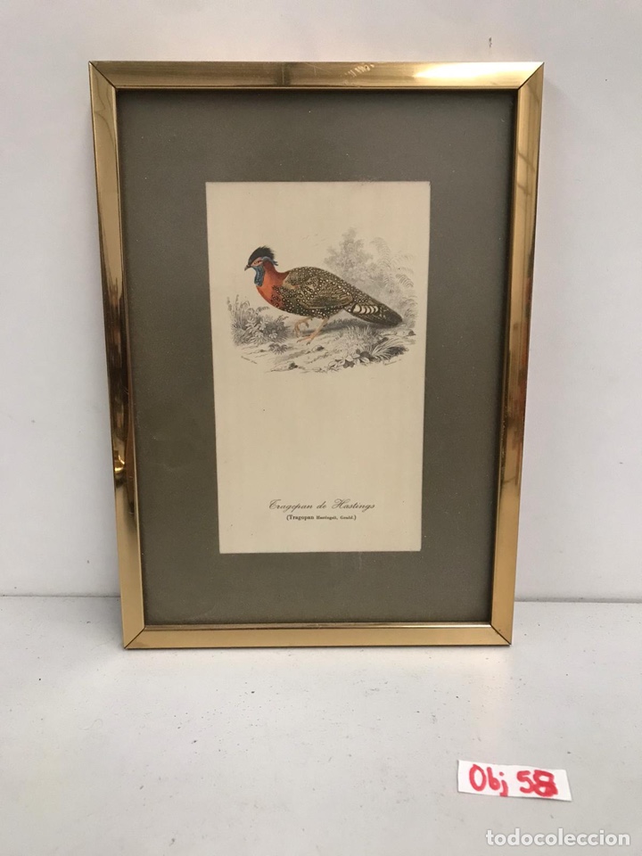 Arte: Cuadro lamina tragopan - Foto 1