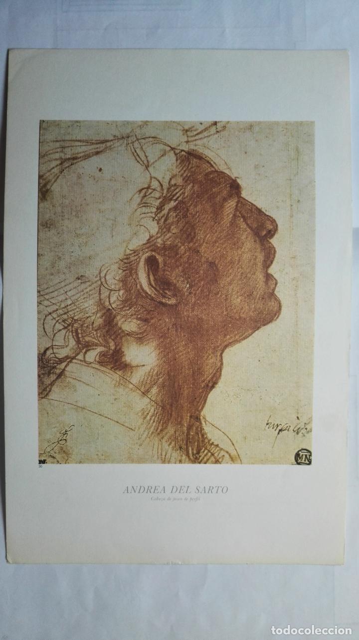 Art: LAMINA N&ordm; 30, ANDRE DEL SARTO, CABEZA DE JOVEN DE PERFIL, MEDIDAS 34,5 X 23 CM