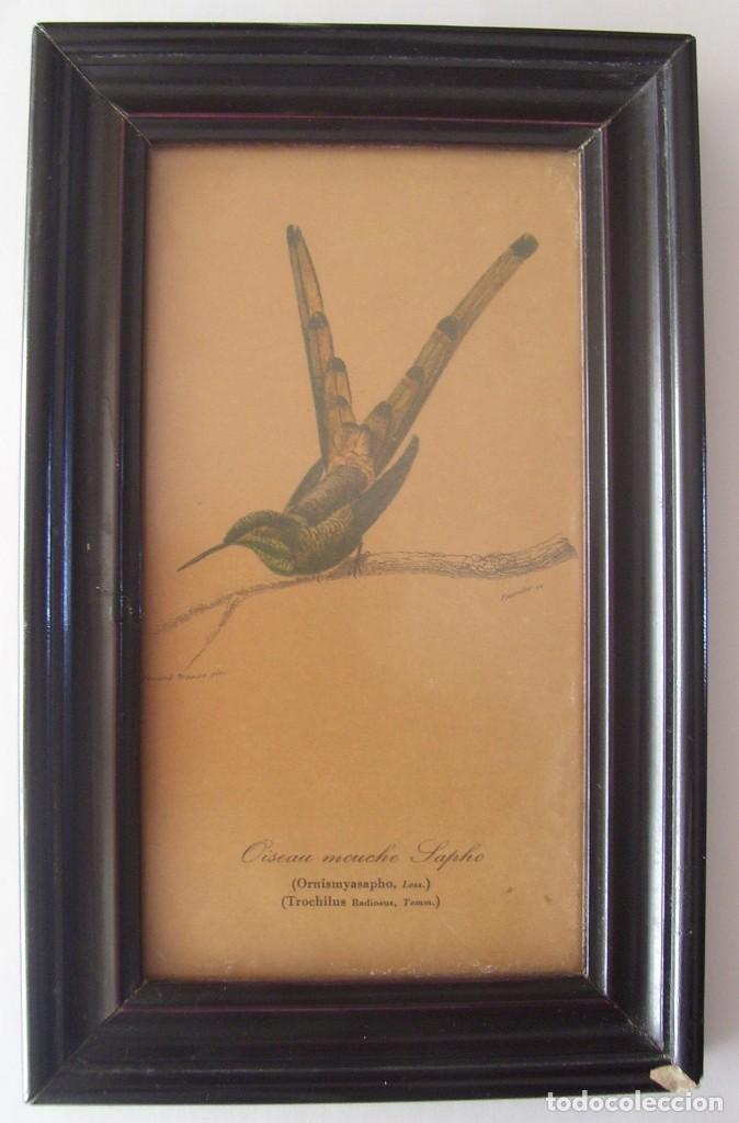 Art: CUADRO AVE EXOTICA - COLIBRI - MEDIDAS 14 x 22,5 CM