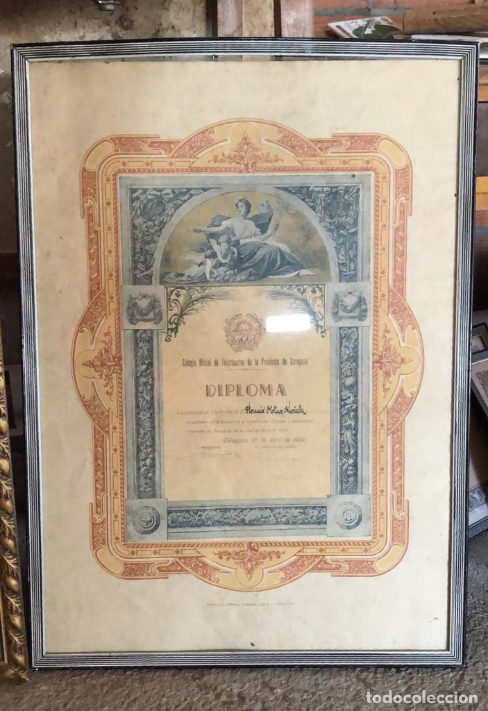 Art: Cuadro diploma veterinario cirug&iacute;a y castraci&oacute;n