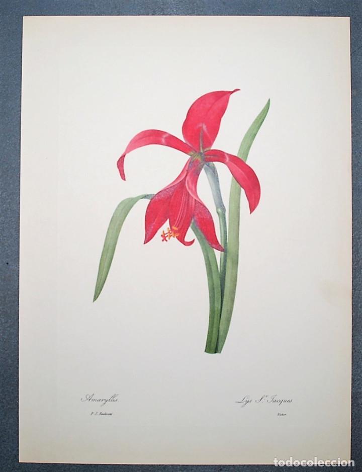 flores. amarilis. azucena rosa. amaryllis. botá - Compra venta en  todocoleccion