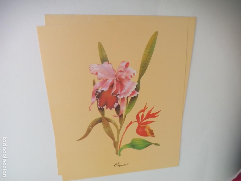 Art: LAMINA. FLOR ORQUIDE. ORQUIDEA. SERIE GABRIEL N&ordm; 1562. SPAIN. 1996 24 X 30 CM