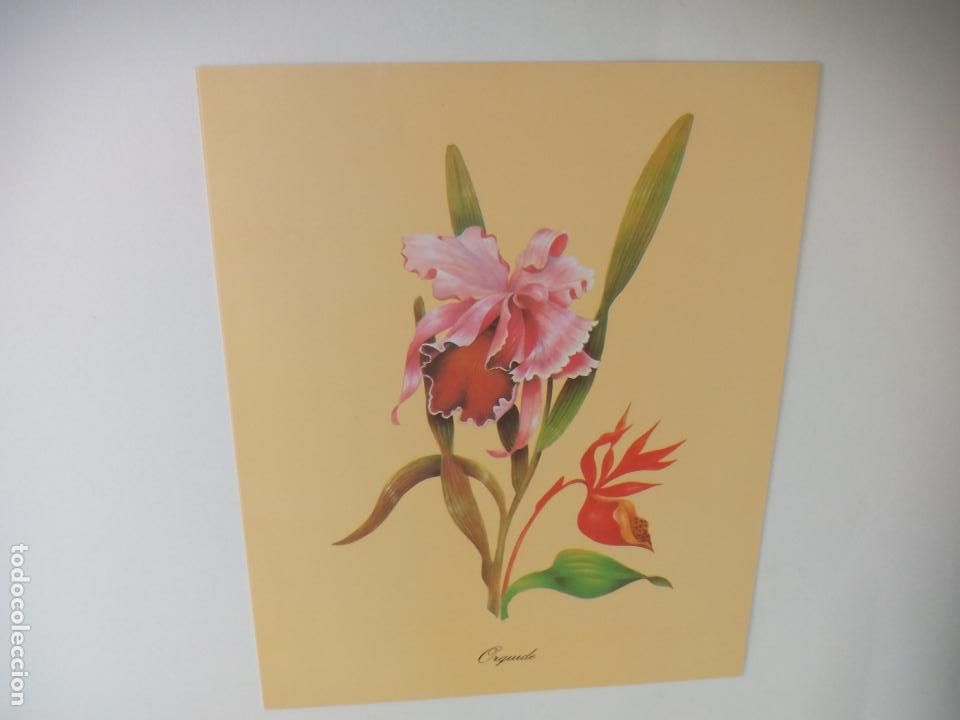 Art: LAMINA. FLOR ORQUIDE. ORQUIDEA. SERIE GABRIEL N&ordm; 1562. SPAIN. 1996. 24 X 30 CM