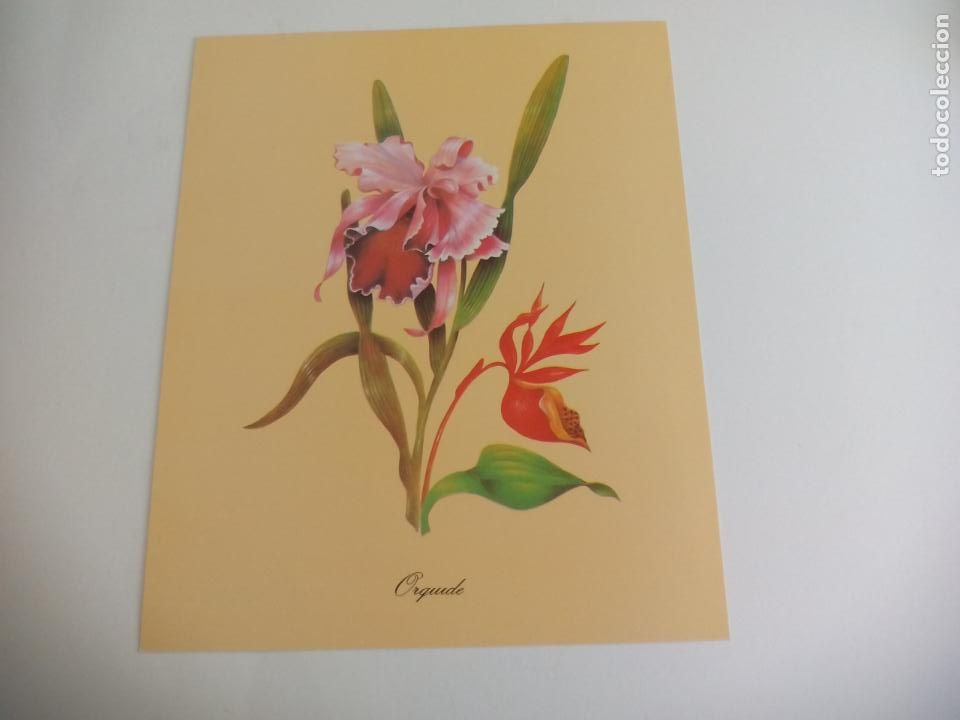 Art: LAMINA. FLOR ORQUIDE. ORQUIDEA. SERIE GABRIEL N&ordm; 1562. SPAIN. 1996. 24 X 30 CM