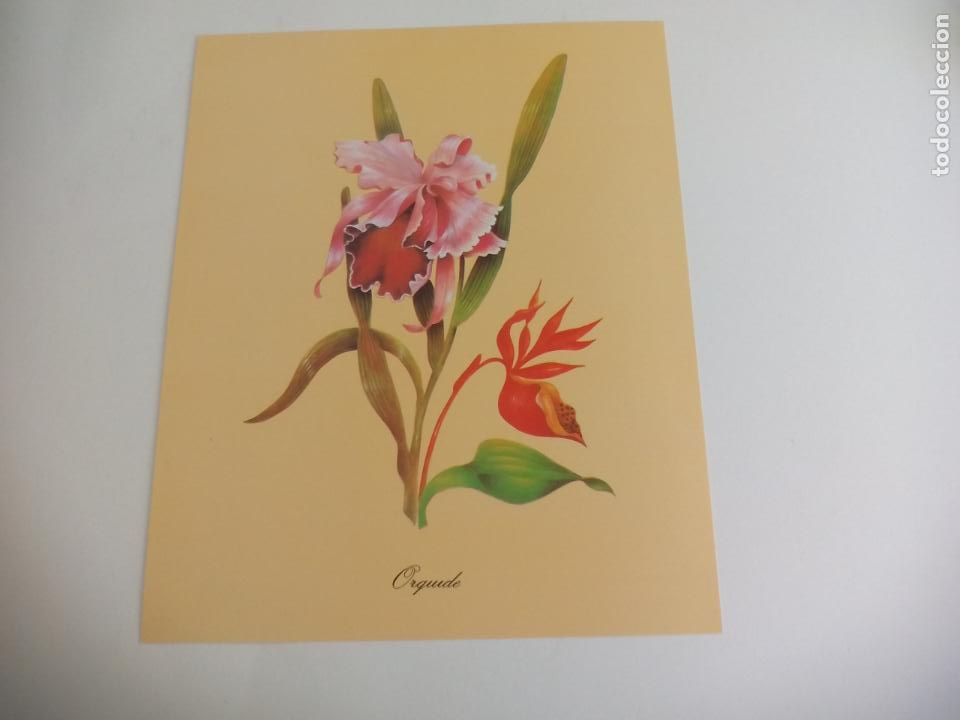 Art: LAMINA. FLOR ORQUIDE. ORQUIDEA. SERIE GABRIEL N&ordm; 1562. SPAIN. 1996. 24 X 30 CM