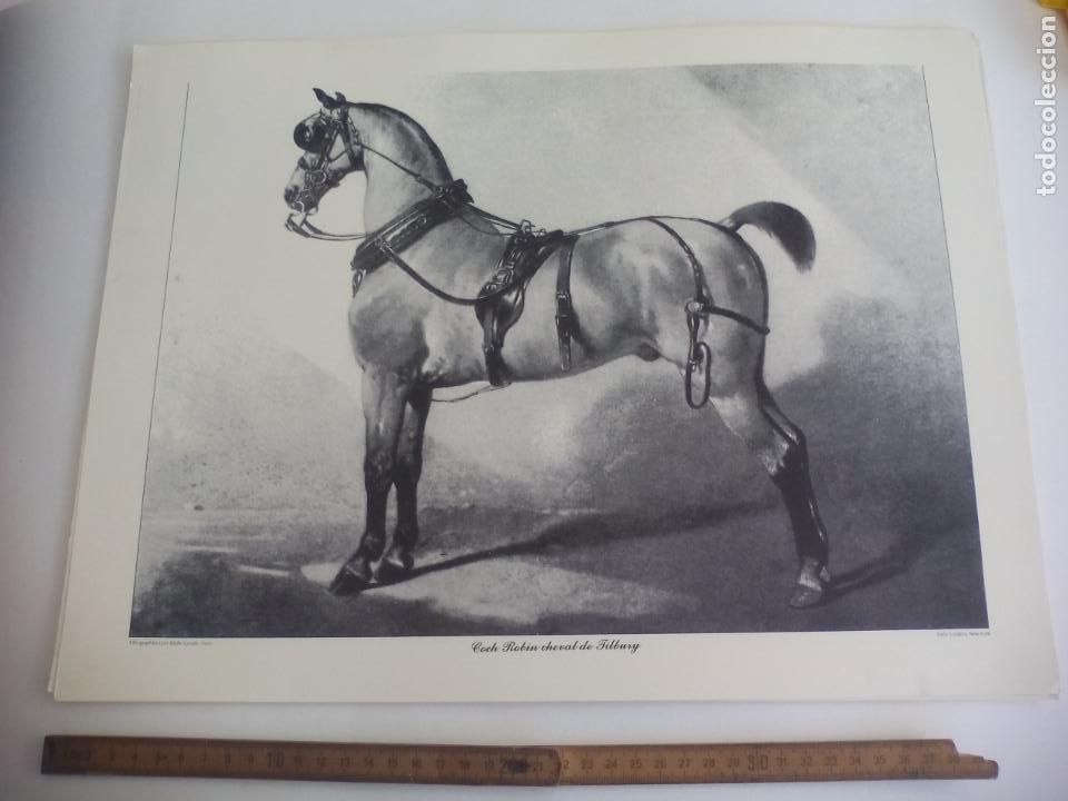 Art: LAMINA. CABALLO, EQUITACI&Oacute;N COCH ROBIN CHEVAL DE TILBURY LITHOGRAPHIEES PAR EMILE LASSALLE 43X32,5CM