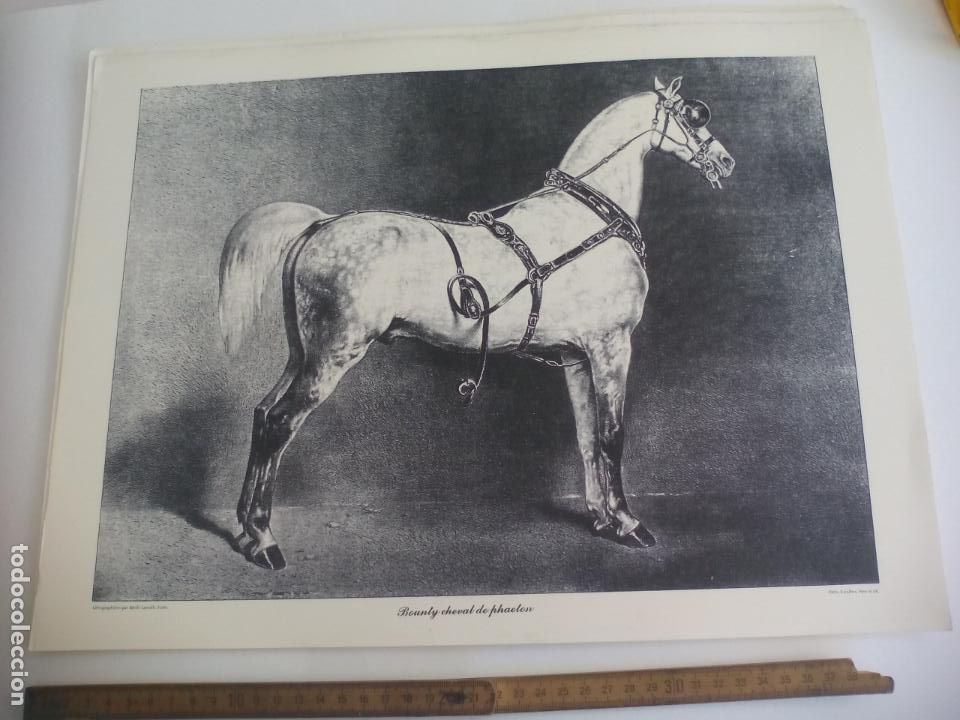 Art: LAMINA. CABALLO, EQUITACI&Oacute;N. BOUNTY CHEVAL DE PHAETON. LITHOGRAPHIEES PAR EMILE LASSALLE 43X32,5CM