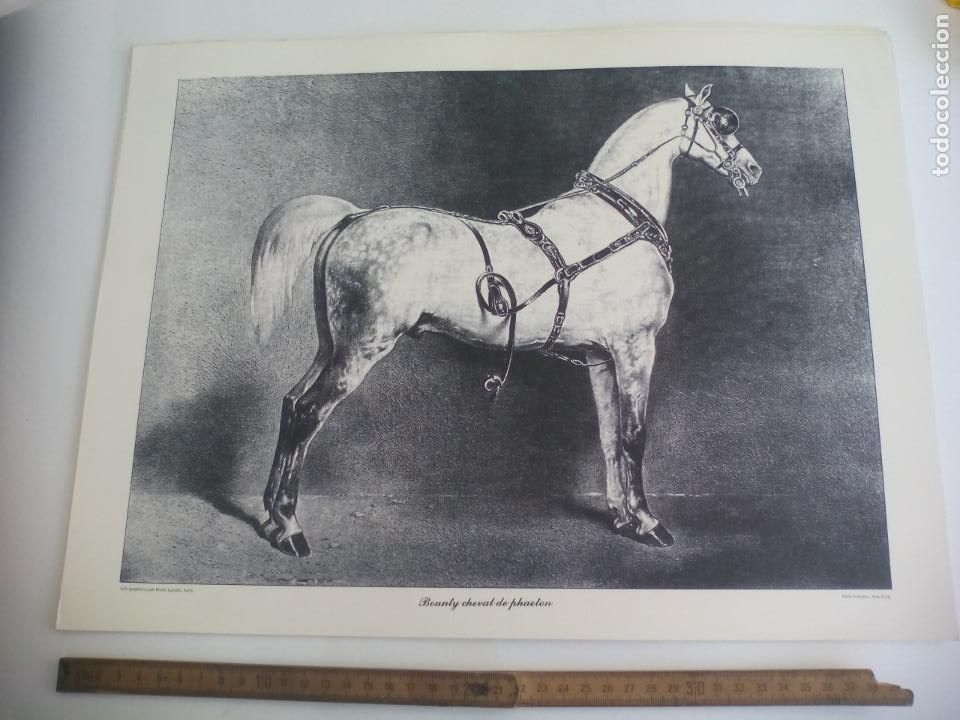 Art: LAMINA. CABALLO, EQUITACI&Oacute;N. BOUNTY CHEVAL DE PHAETON. LITHOGRAPHIEES PAR EMILE LASSALLE 43X32,5CM