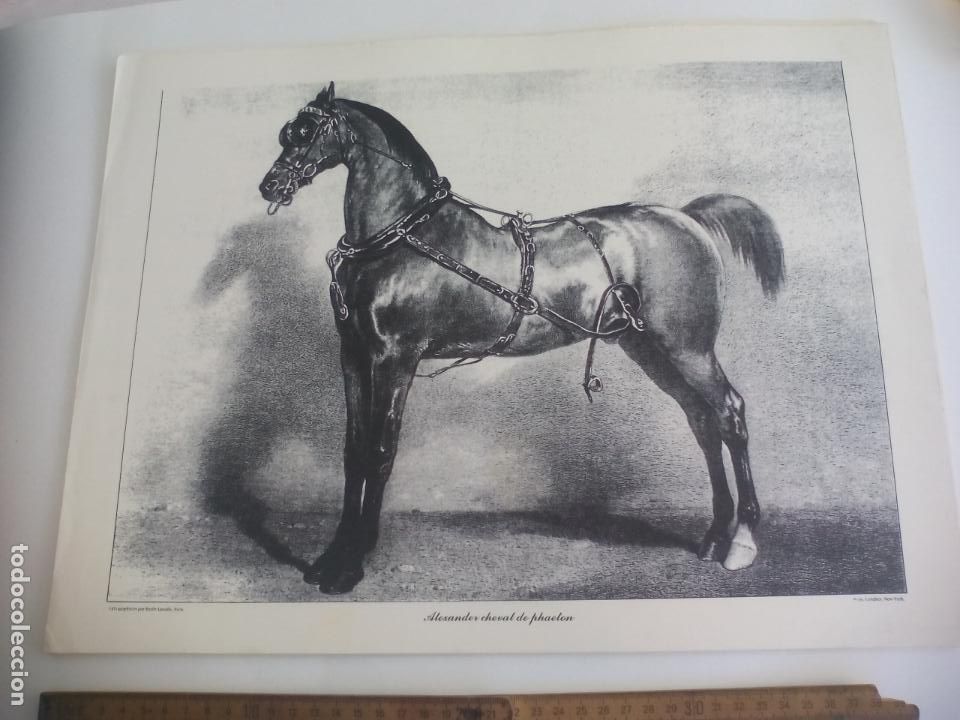 Art: LAMINA. CABALLO, EQUITACI&Oacute;N. ALEXANDER CHEVAL DE PHAETON LITHOGRAPHIEES PAR EMILE LASSALLE 43X32,5CM