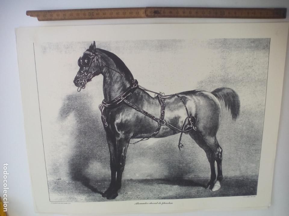 Art: LAMINA. CABALLO, EQUITACI&Oacute;N. ALEXANDER CHEVAL DE PHAETON LITHOGRAPHIEES PAR EMILE LASSALLE 43X32,5CM