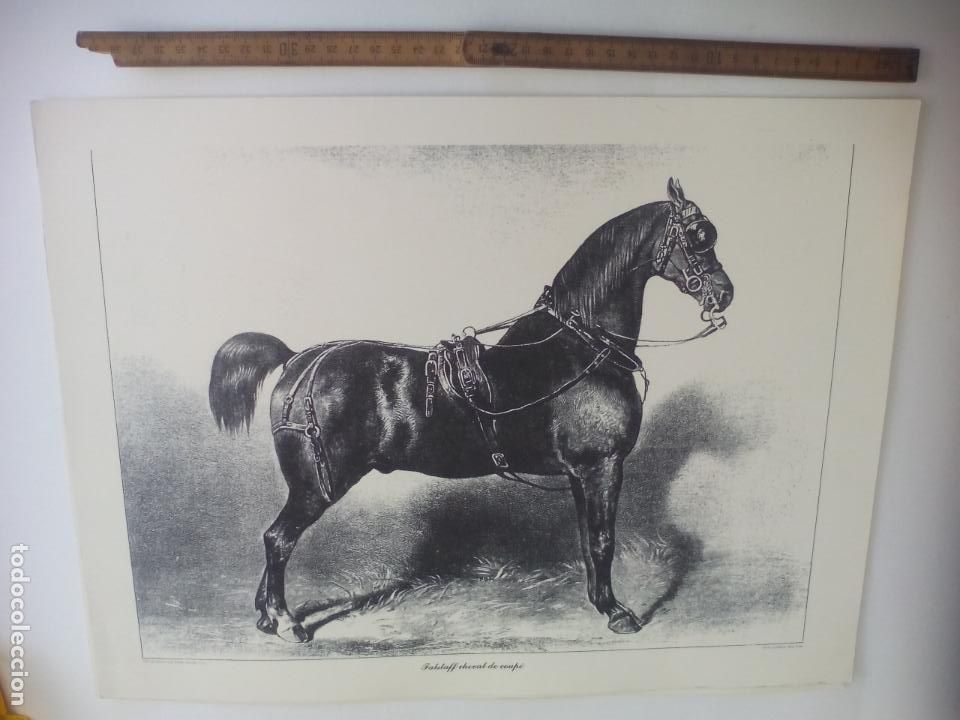 Art: LAMINA. CABALLO, EQUITACI&Oacute;N. FALSTAFF CHEVAL DE COUPE. LITHOGRAPHIEES PAR EMILE LASSALLE 43X32,5CM