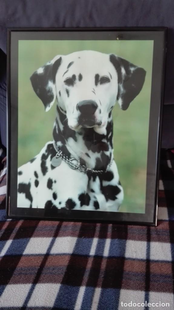 Arte: D&aacute;lmata l&aacute;mina enmarcada - Foto 1