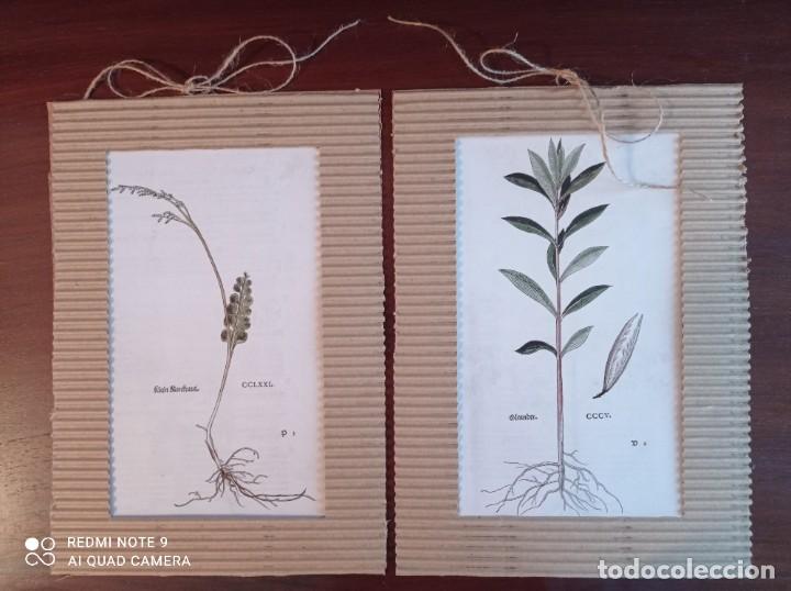 láminas botánica 299/505. cuadros plantas decor - Compra venta en  todocoleccion