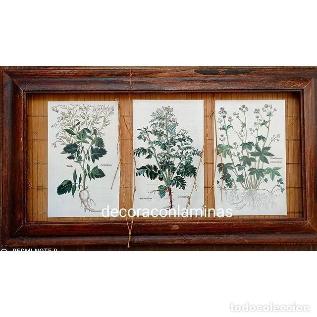 láminas botánica 375/431/381. cuadros plantas d - Compra venta en