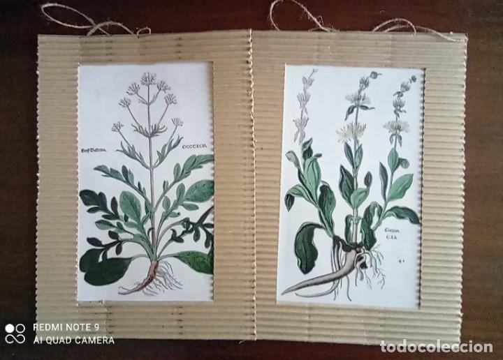 láminas de botánica aquilea. cuadros láminas pl - Compra venta en  todocoleccion